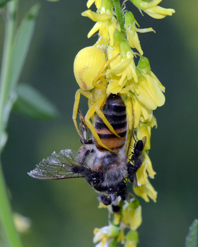 Predazione di Misumena vatia su Apis mellifera + Milichiidae